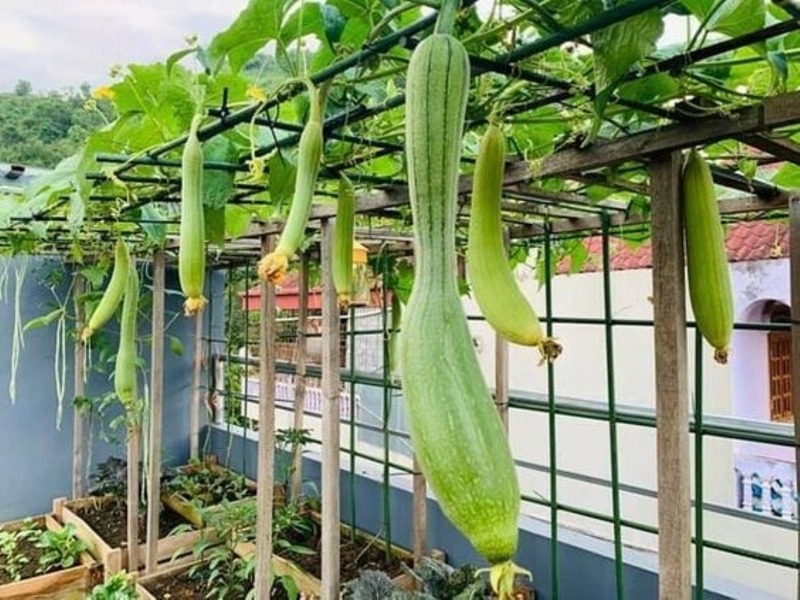 Chữa viêm xoang bằng mướp có an toàn và hiệu quả? Cách sử dụng mướp chữa viêm xoang 2