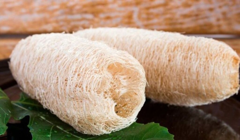 Chữa viêm xoang bằng mướp có an toàn và hiệu quả? Cách sử dụng mướp chữa viêm xoang 3