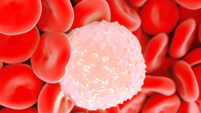 Chức năng của bạch cầu đối với cơ thể người3