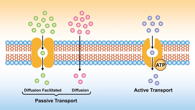 Quá trình trao đổi chất qua màng tế bào diễn ra như thế nào