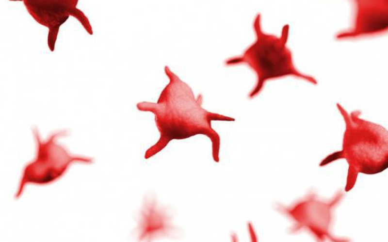 Chức năng của tiểu cầu ảnh hưởng đến quá trình cầm máu thế nào?