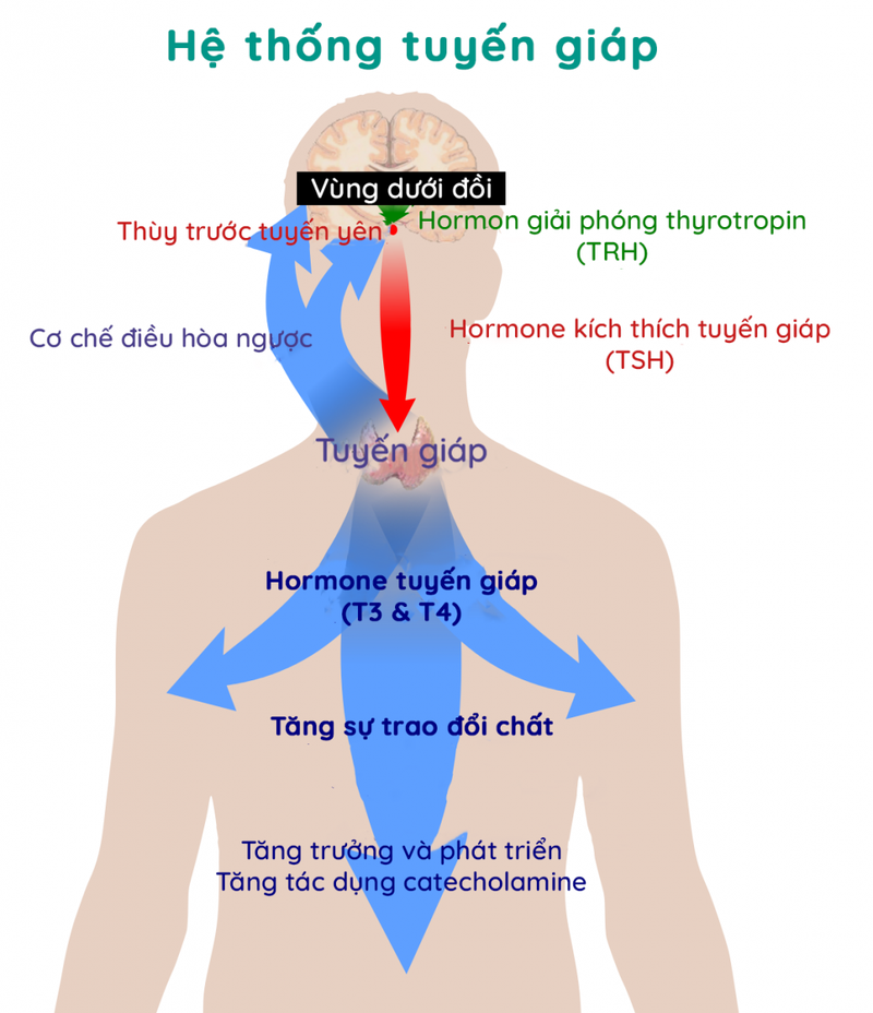 Vai trò của hormone tuyến giáp