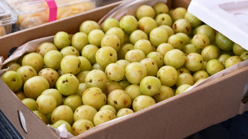 Các bài thuốc từ chùm ruột chỉ mang tính chất tham khảo