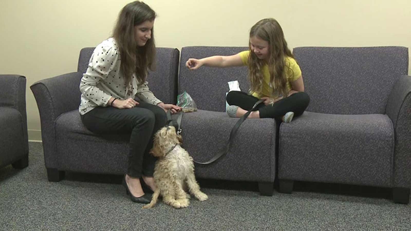 Chứng sợ chó (Cynophobia) là gì? Nguyên nhân và biểu hiện 4