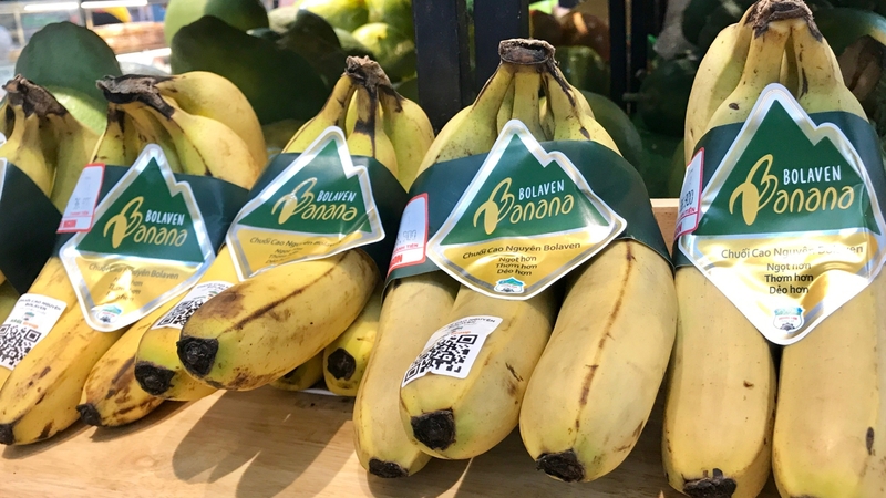 Chuối bolaven là loại chuối nổi tiếng tại Lào