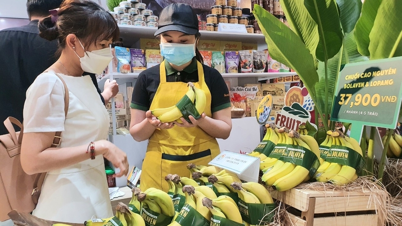 Chuối bolaven được bày bán tại nhiều siêu thị ở Việt Nam