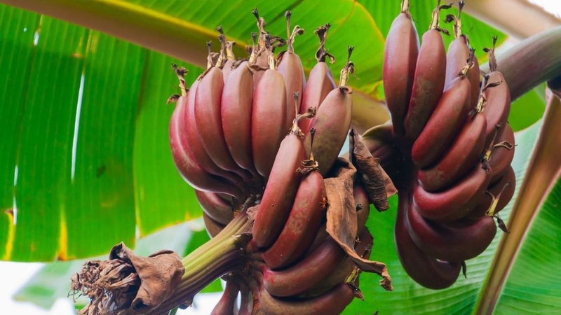 Giá trị dinh dưỡng và lợi ích của chuối đỏ với sức khỏe 4