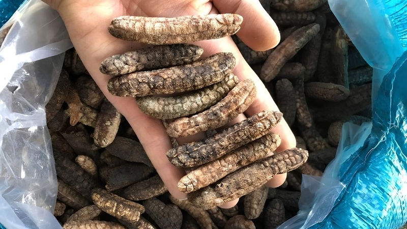 Không nên sử dụng chuối hột rừng để thay thế thuốc điều trị bệnh