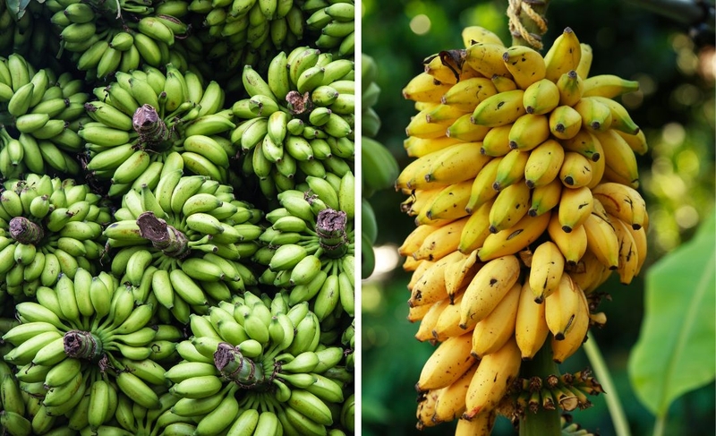 Chuối ngự - Trái cây “tiến vua” giàu dinh dưỡng, tốt cho sức khỏe  1