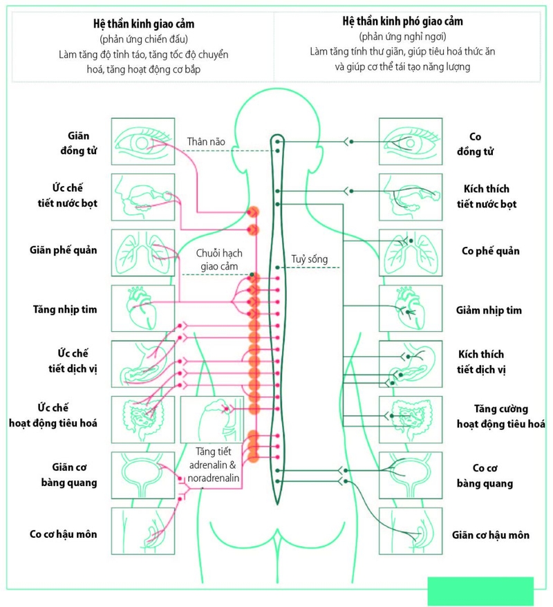 Chướng bụng khó thở tim đập nhanh là bệnh gì? Cách xử lý như thế nào? 2