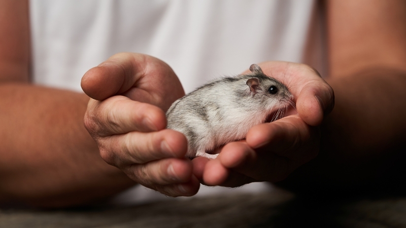 Trả lời cho câu hỏi chuột hamster cắn có sao không