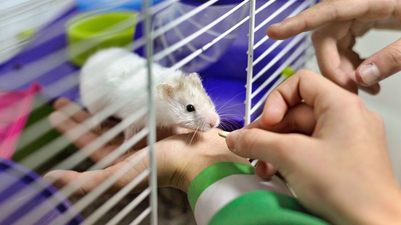 Chuột hamster cắn có sao không? Hướng dẫn xử lý vết thương khi bị cắn 4