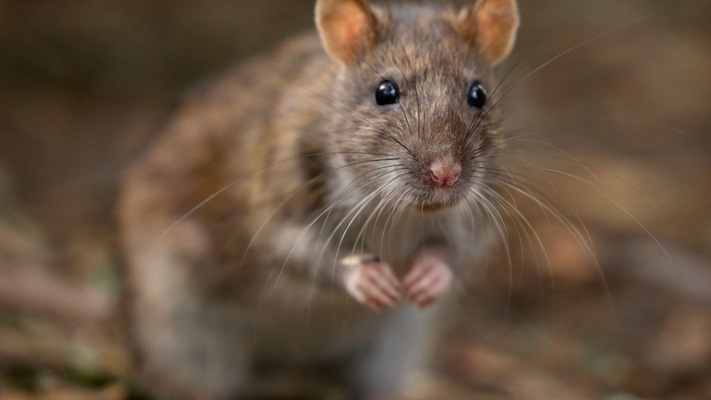 Chuột sợ mùi gì nhất?