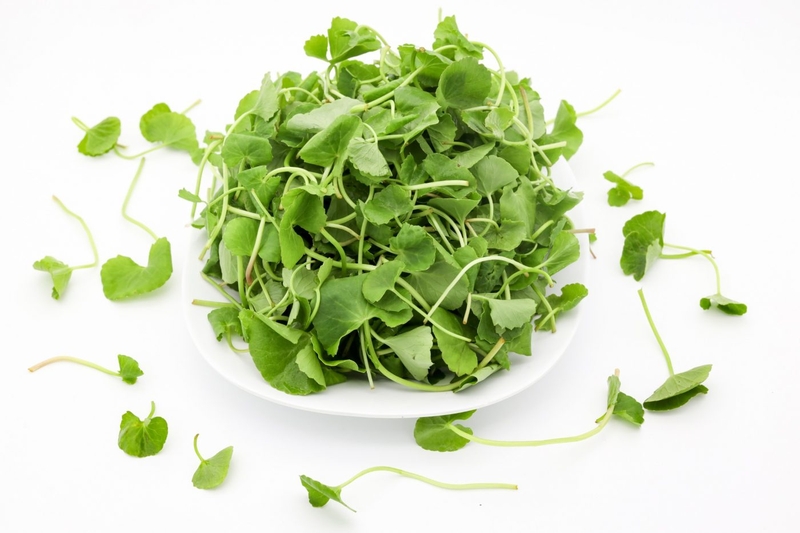 Chuyên gia giải đáp: Ho có ăn được thịt gà không? 3