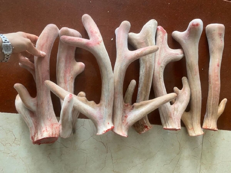 Chuyên gia giải đáp: Người tiểu đường có dùng được nhung hươu không? - 1