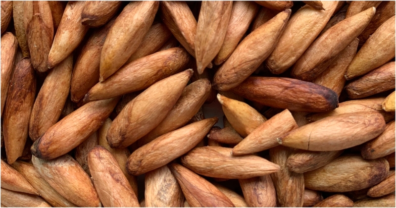 Chuyên gia tư vấn: Hạt bàng có tác dụng gì? 2