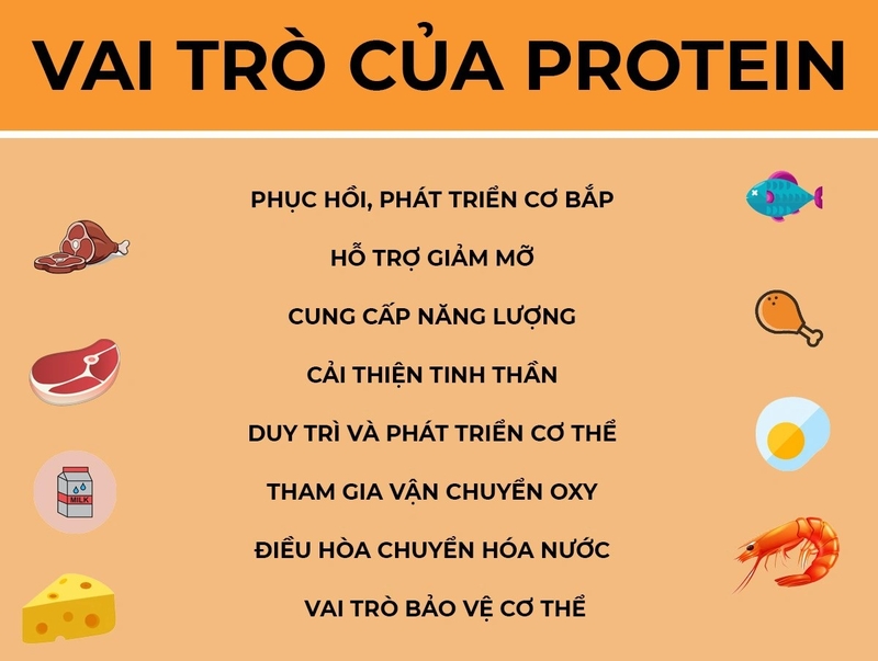 Chuyển hóa protein diễn ra như thế nào trong cơ thể