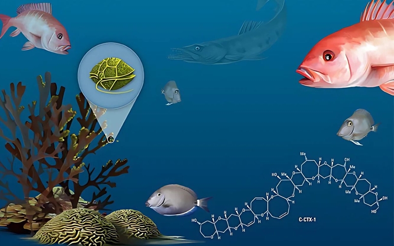 Ciguatoxin: Độc tố thần kinh mạnh trong cá biển và cách phòng ngộ độc 1