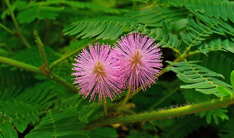 dược liệu cây cỏ ngươi