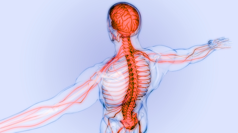 Có bao nhiêu dây thần kinh trong cơ thể con người? 3