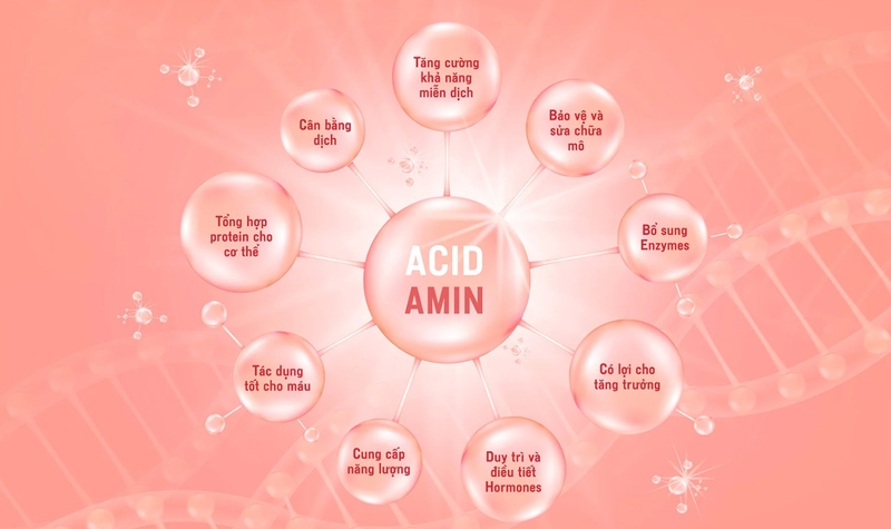 Có bao nhiêu loại axit amin? Phân loại axit amin thiết yếu và axit amin không thiết yếu 3