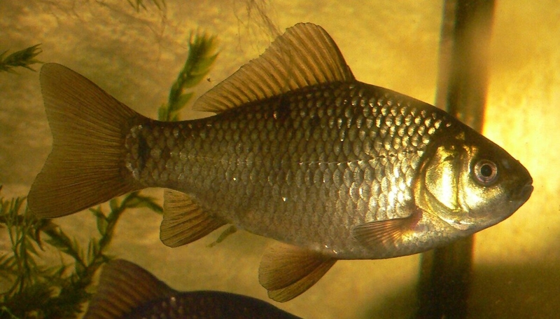 Có bầu ăn cá diếc được không? Lợi ích của cá diếc với bà bầu