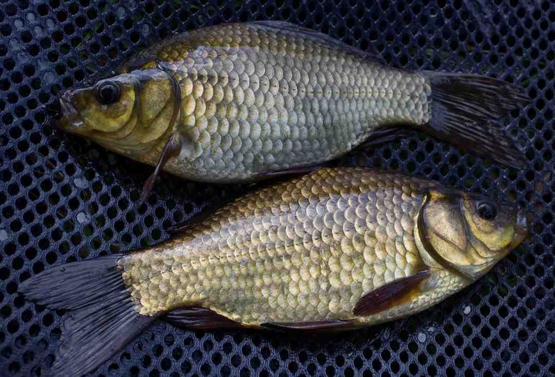 Có bầu ăn cá diếc được không? Lợi ích của cá diếc với bà bầu