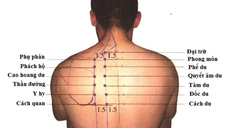 Có các huyệt đạo ở lưng nào? Có tác dụng như thế nào? 3