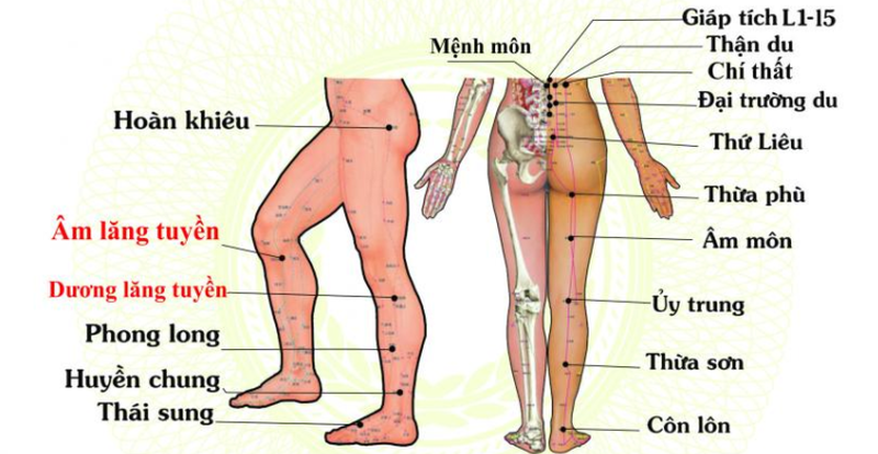 Có các huyệt đạo ở lưng nào? Có tác dụng như thế nào? 2