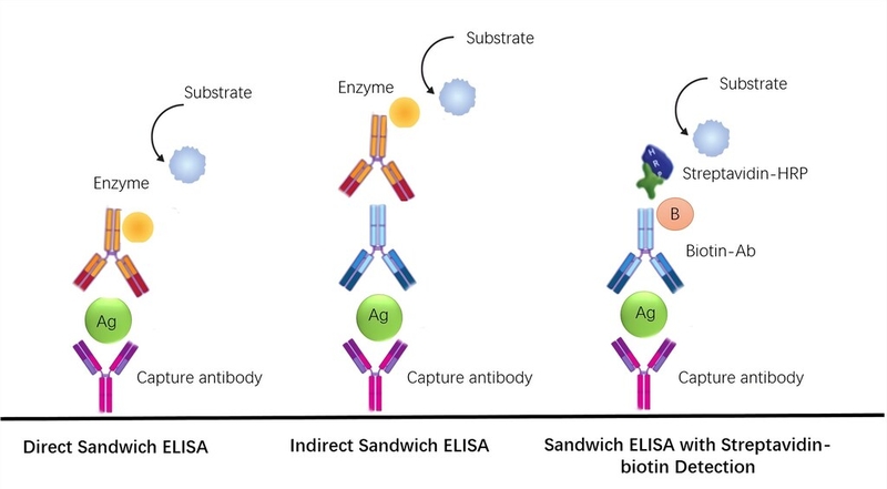 Cơ chế của Elisa test là gì? Ứng dụng của Elisa test trong Y học 2