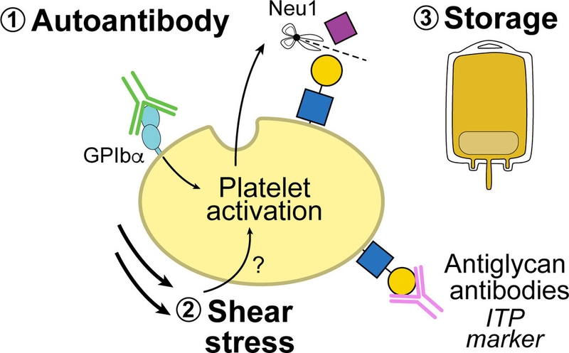 Cơ chế của Elisa test là gì? Ứng dụng của Elisa test trong Y học 4