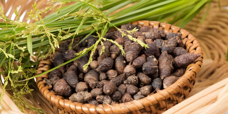 Phần quý nhất của cỏ gấu là củ - nơi chứa nhiều thành phần hóa học tốt cho sức khỏe