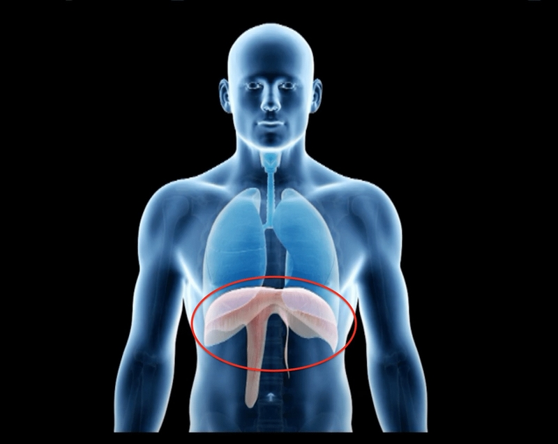 Cơ hoành nằm ở đâu? Có tác dụng gì và cách để bảo vệ cơ hoành? 3