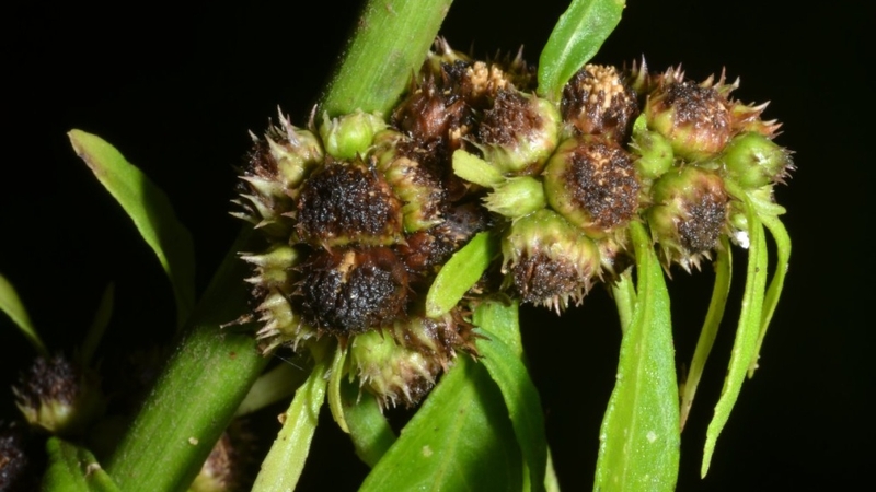 Cỏ lá xoài trị bệnh gì? Công dụng của cỏ lá xoài ă