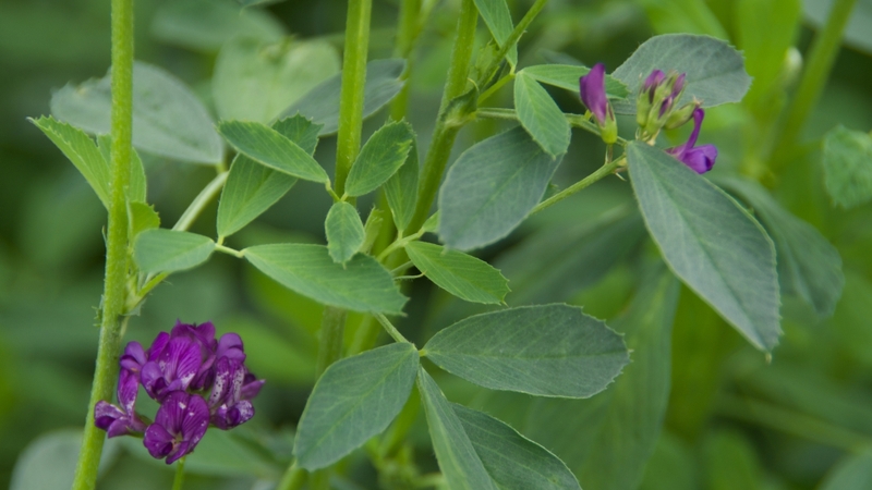 Mầm cỏ linh lăng chứa phytoestrogen