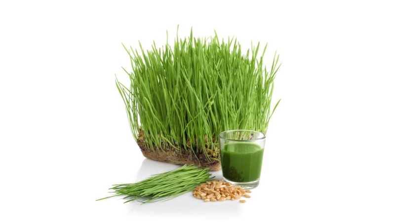 Nhiều người bất ngờ trước công dụng của cỏ lúa mì với sức khỏe