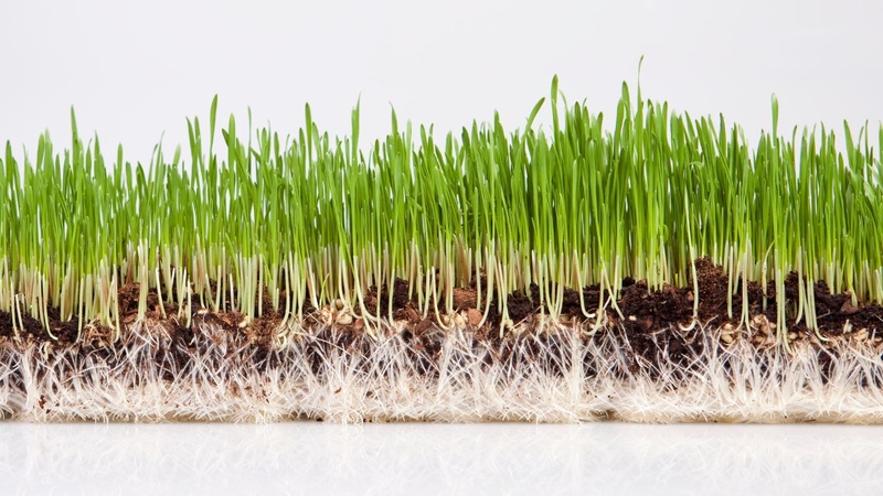 Bạn có thể tự gieo cỏ lúa mì tại nhà để sử dụng