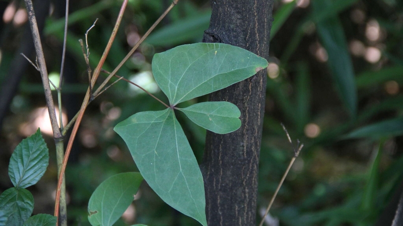 Cỏ máu – cây gỗ biết “chảy máu”&nbsp;1.jpg