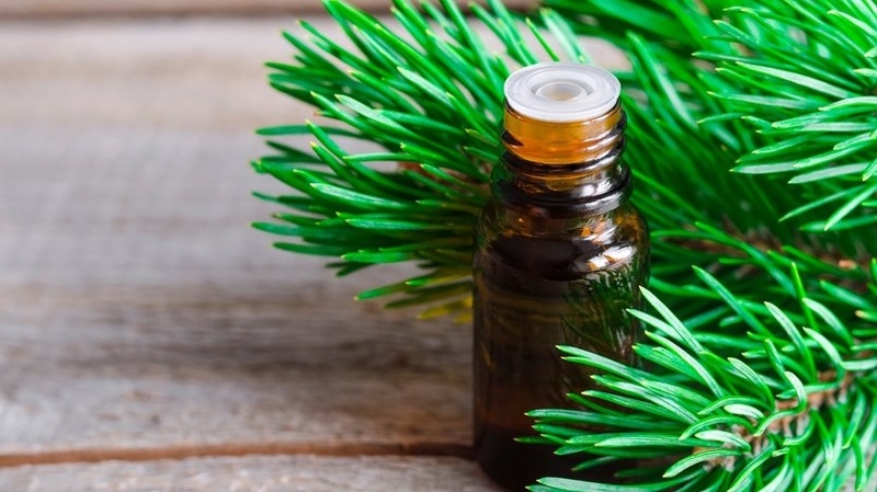 Có mấy loại Sâm Alipas trên thị trường? Công dụng của Sâm Alipas là gì? 5