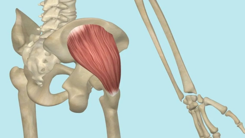 Cơ mông nhỡ giúp ổn định khung chậu khi vận động