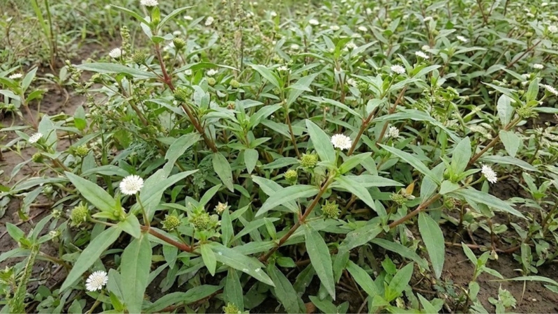 Cỏ mực có ăn được không? Cỏ mực có thể ăn được