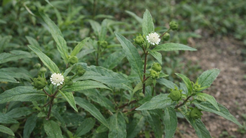 Không nên dùng cỏ mực như rau ăn thường xuyên