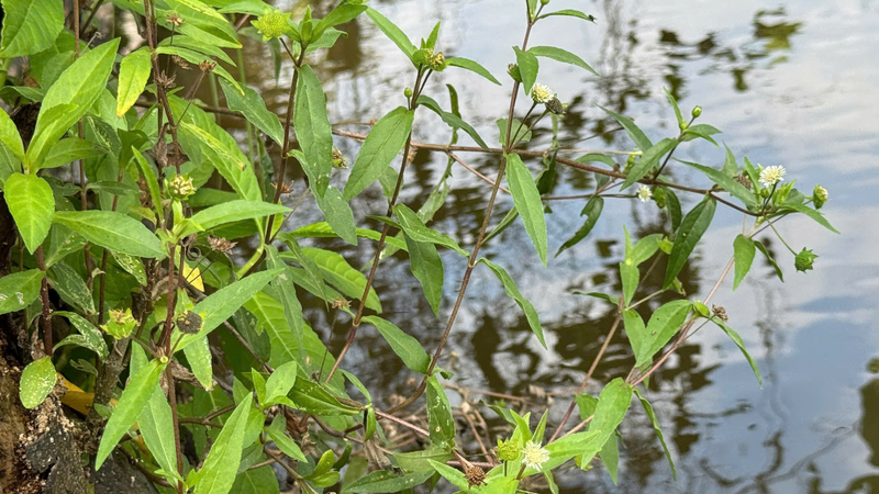 Không nên dùng cỏ mực như rau ăn thường xuyên