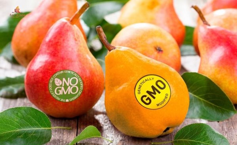 Có nên ăn thực phẩm biến đổi gen hay không? 2