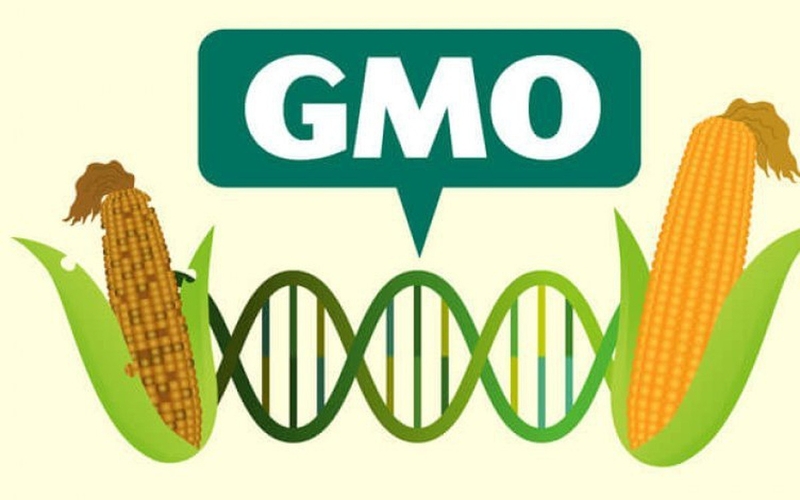 Có nên ăn thực phẩm biến đổi gen hay không? 1