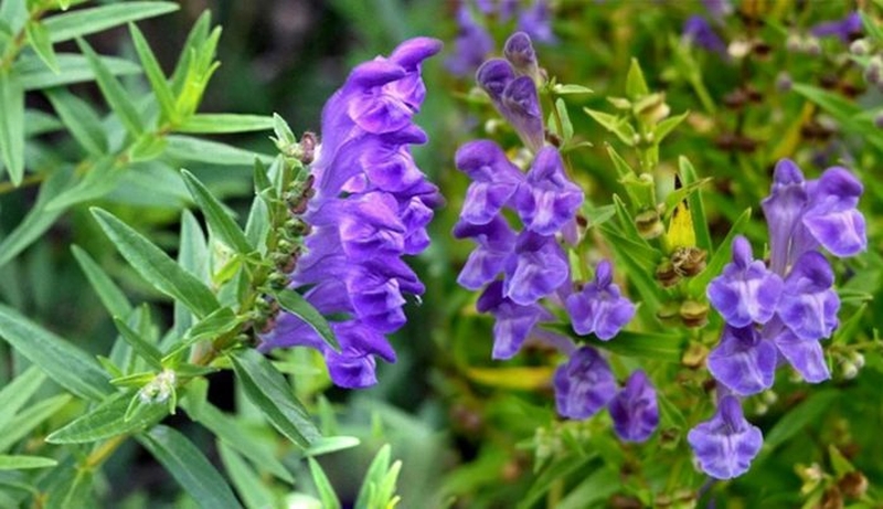 Có nên chữa ung thư phổi bằng thuốc nam không 3