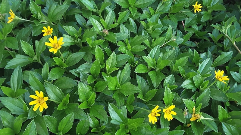 co-nen-dung-cay-sai-dat-tam-cho-be-3