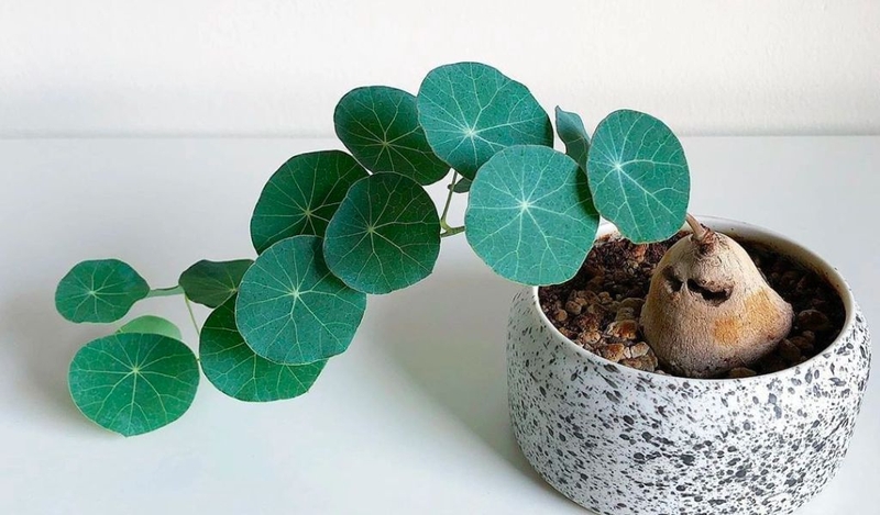 Có nên dùng củ bình vôi chữa mất ngủ? Cách sử dụng như thế nào? 1