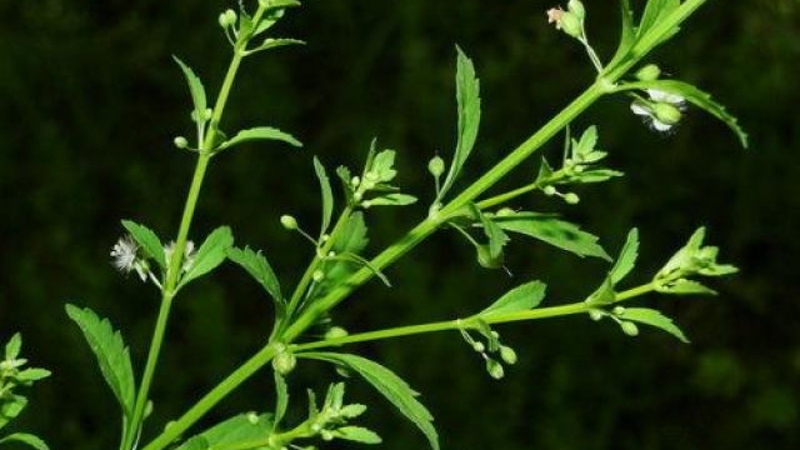 Có nên sử dụng kem trị đồi mồi ở tay Kpem? 5