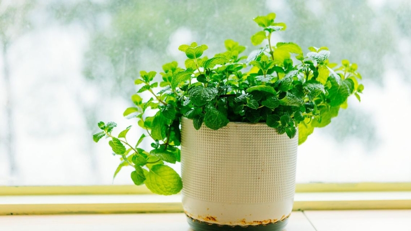 Trồng cây bạc hà trong nhà mang đến nhiều lợi ích cho sức khỏe